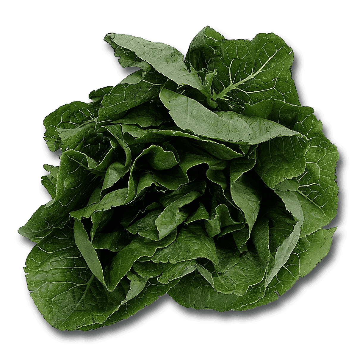 fresh-spinach