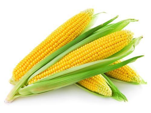 sweet-corn-cobs